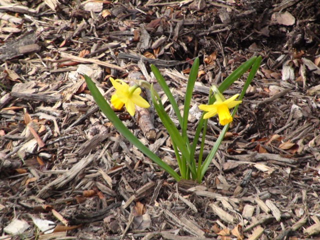 First Sign of Spring